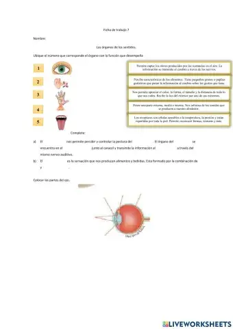 Los órganos de los sentidos