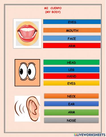 Partes del cuerpo en ingles