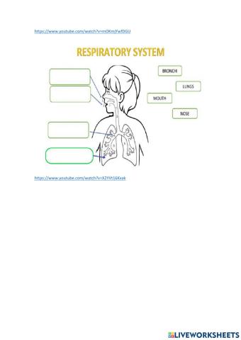 Respiratory system for kids