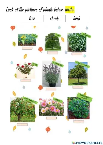 Classifying plants - trees, shrubs and herbs