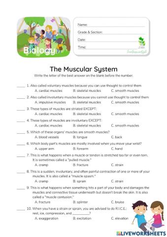 Muscular System - HunterWoodsPH.com Worksheet