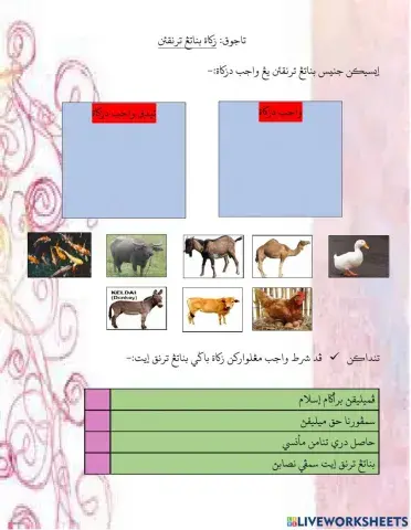 Zakat Binatang Ternakan