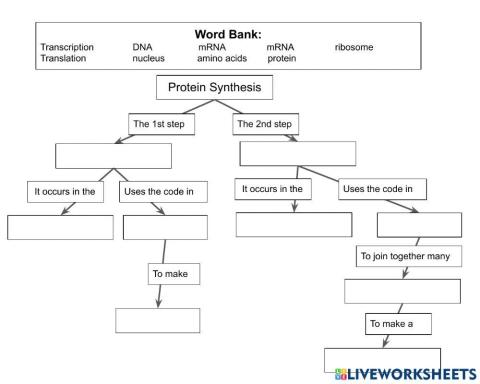 Protein Synthesis overview flowchart