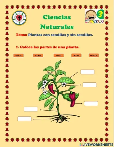 Las partes de una planta