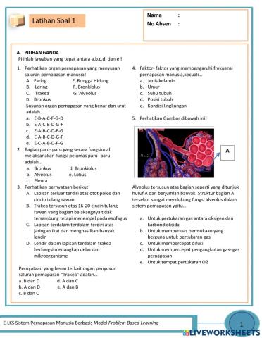 Sistem Pernapasan Manusia