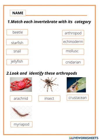 Invertebrates