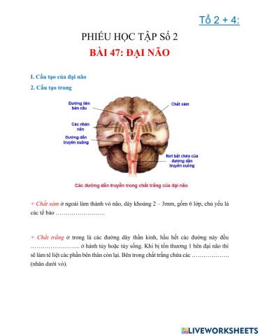 Đại não (2)