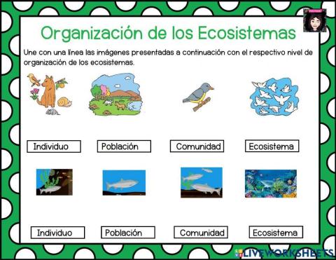 Organización del Ecosistema