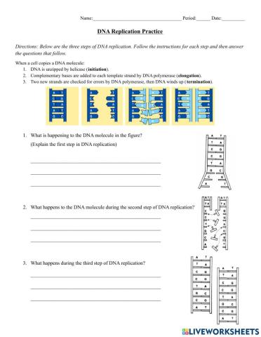 DNA Replication Practice