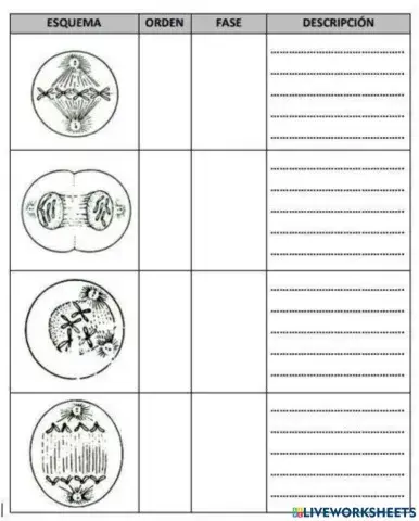 Reproducción de las células