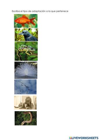 Adaptación