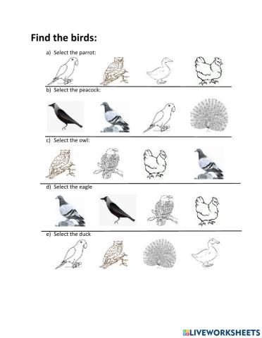Select the  bird