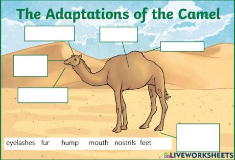 Camel Adaptation