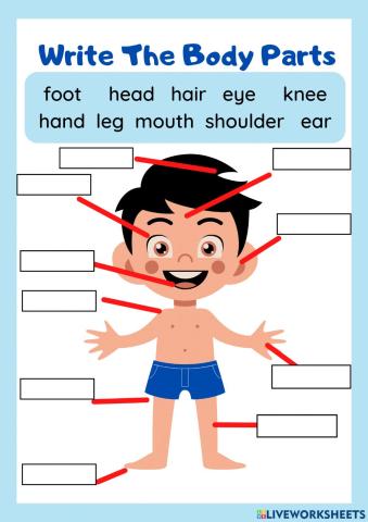 Write the body parts