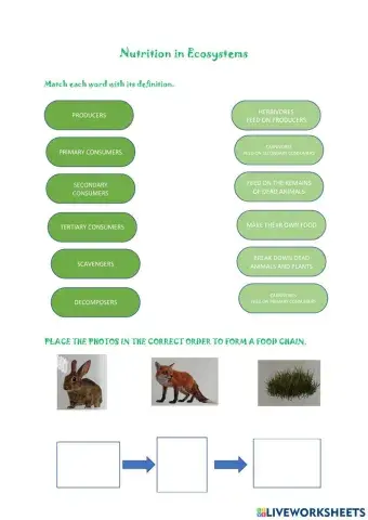 Nutrition in ecosystems