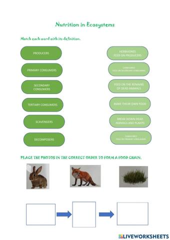 Nutrition in ecosystems