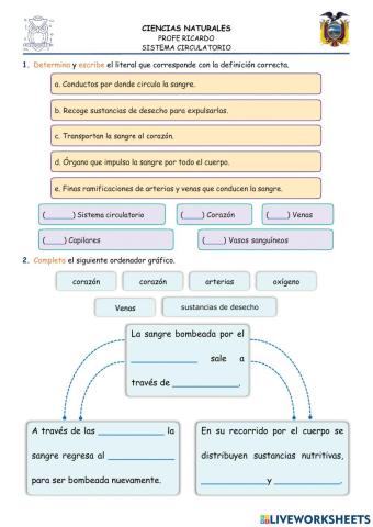 Sistema Circulatorio