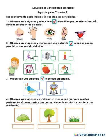 Evaluación conocimiento del medio trimestre 2
