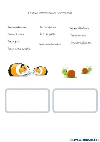 Clasificacion animais