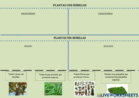 Plants with or without seeds. Classification