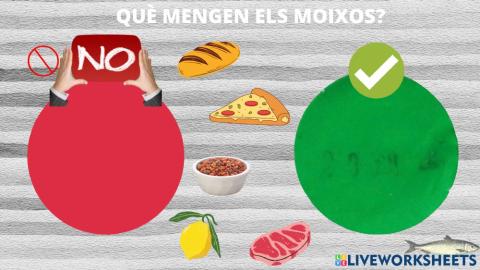 Què mengen els moixos?