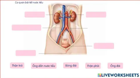 Tìm hiểu cơ quan bài tiết nước tiểu