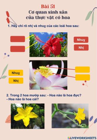 Cơ quan sinh sản của TV có hoa