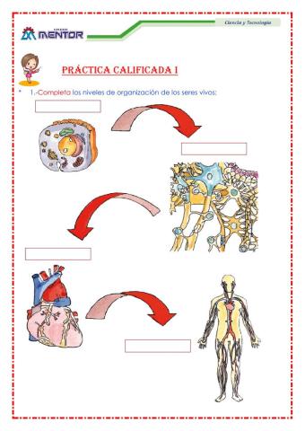 NIVELES DE ORGANIZACIÓN DE LOS SERES VIVOS
