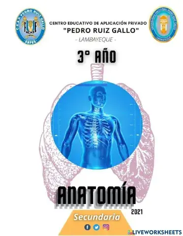 Plan estructural del cuerpo humano