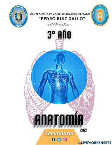 Plan estructural del cuerpo humano