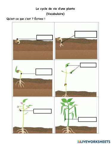 Les plantes