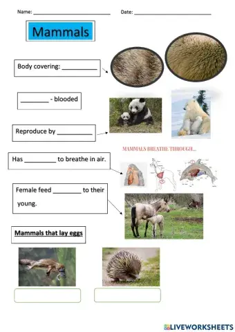 Mammals