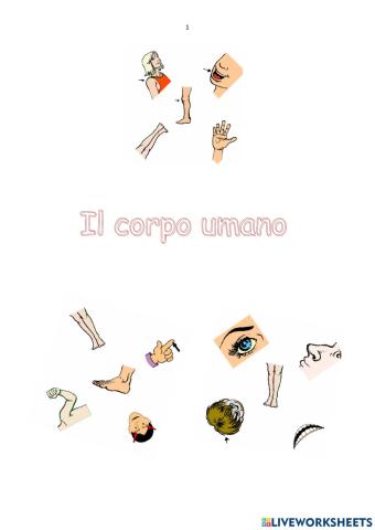 Il corpo