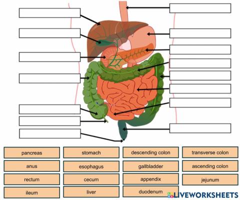 Labelling digestive system