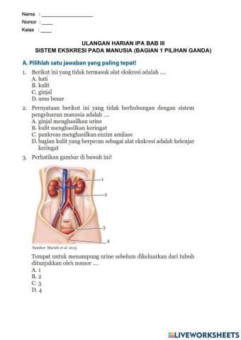 Soal Pilihan Ganda Sistem Eksresi pada Manusia