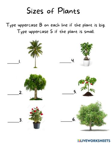 Sizes of Plants