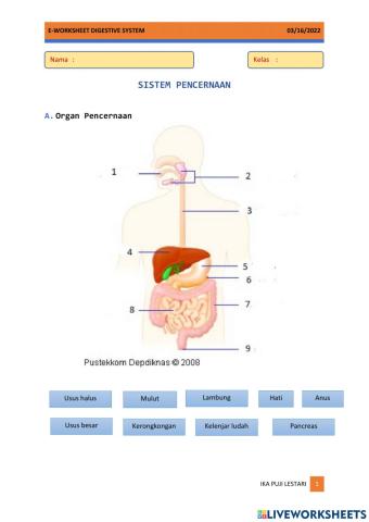 Organ Pencernaan dan Proses Pencernaan
