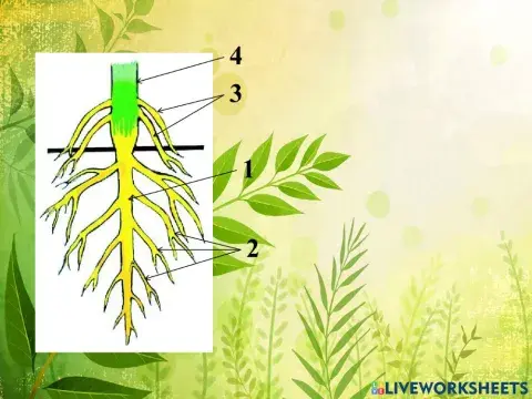 Тамырдың морфологиясы