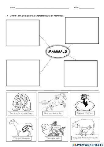 Characteristics of mammals