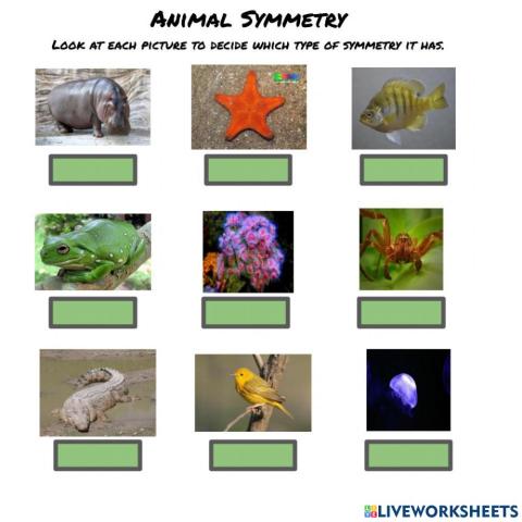 Animal Symmetry
