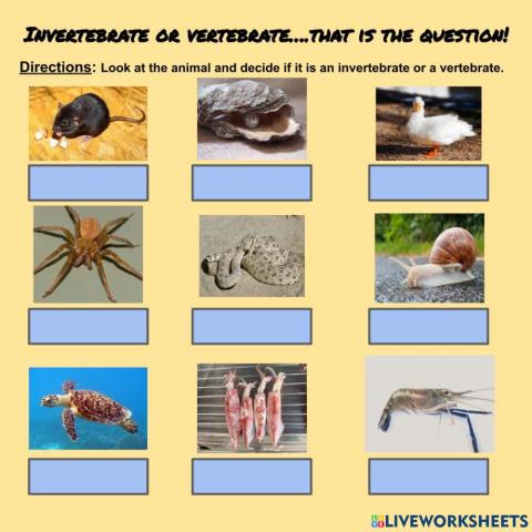 Invertebrate or vertebrate That is the question.