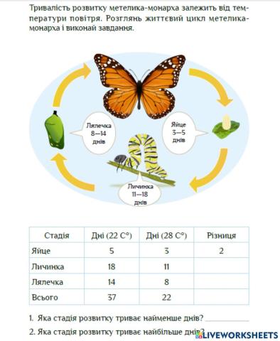 Стадії розвитку метелика