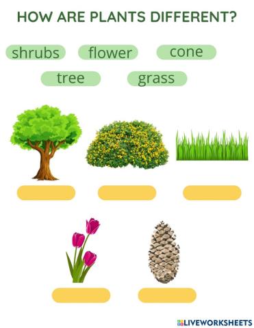 How are plants different?