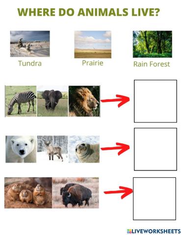 Where do animals live?