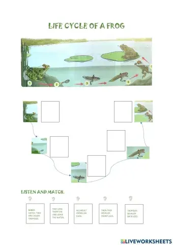 Life cycle of a frog