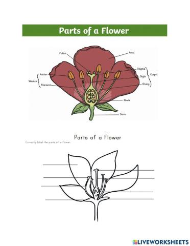 Label the flower parts