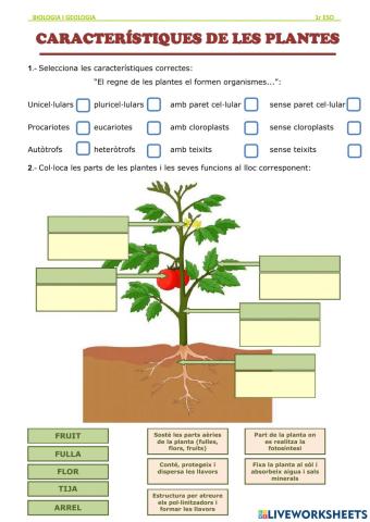 Característiques de les plantes