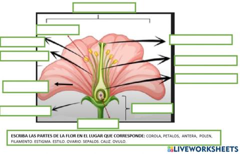 Partes de la flor