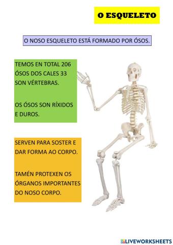 O esqueleto