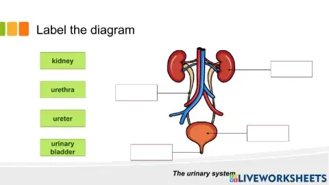 Urinary system